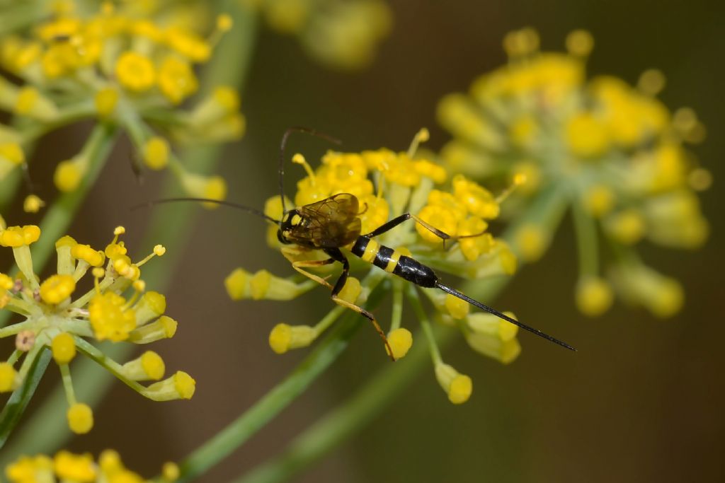 femmina di Syzeuctus sp. (Ichneumonidae Banchinae).